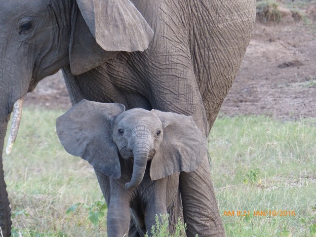 elephant-calf-checks-us-out