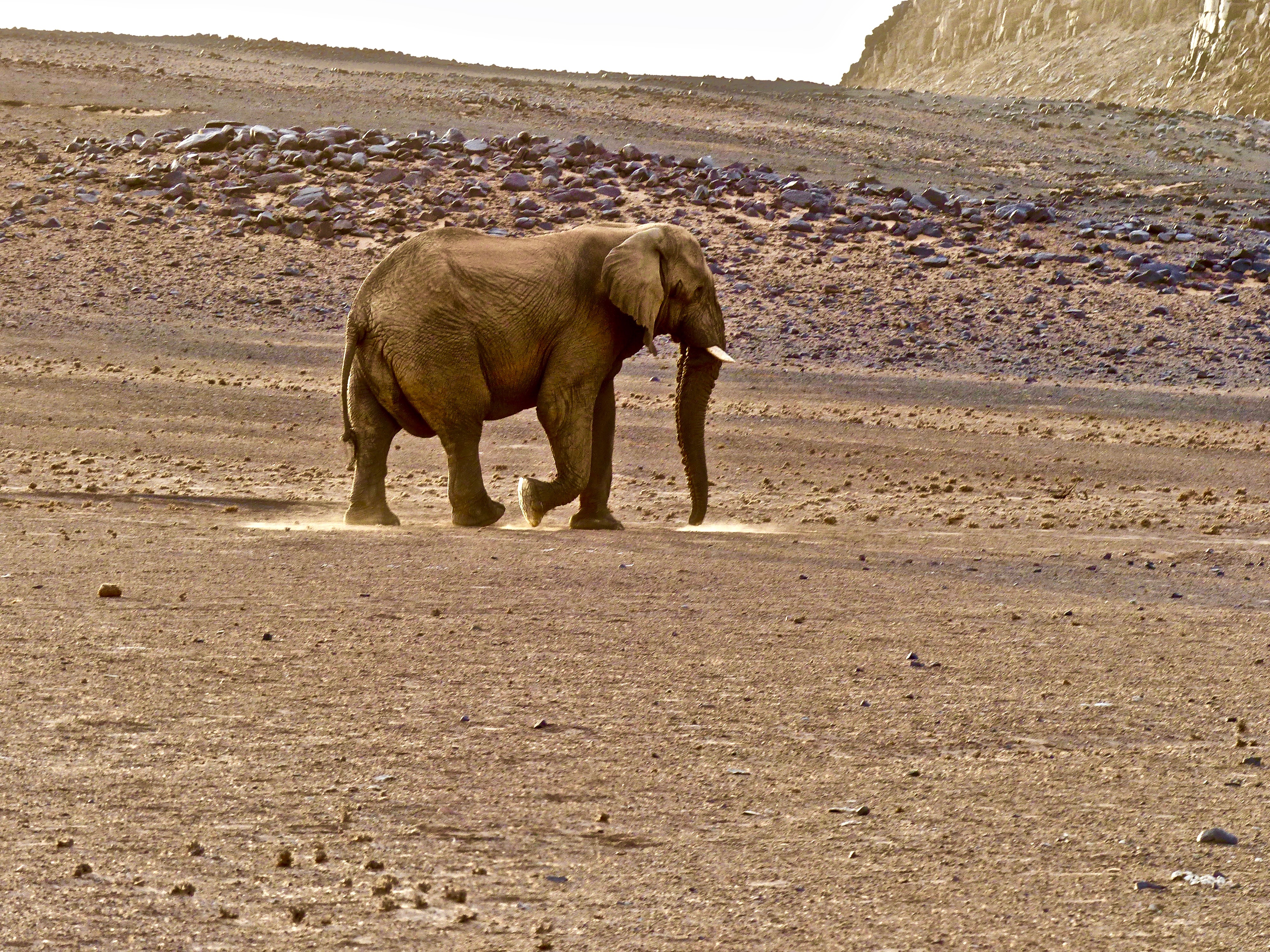 #8 Damaraland The Mastar Elephant Walks in the Light copy.jpg